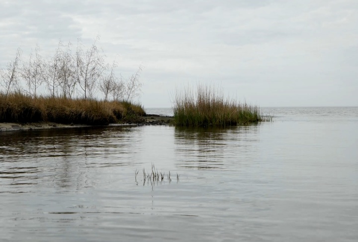 Secretive marsh birds can be indicators of marsh health